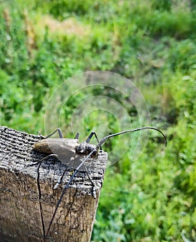 large beetle on wood fence