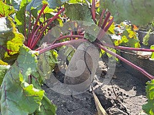 Large beetroot in the vegetable garden