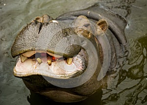 A large Behemoth. Hippopotamus with open mouth in water.