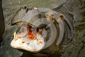 A large Behemoth. Hippopotamus with open mouth in water. photo