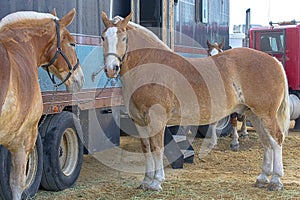 Large Belgian Draft Horses Tied To Transport Trucks