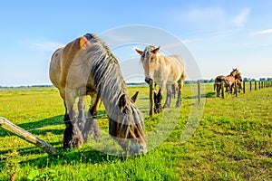 Large Belgian horse is eating grass at the other side