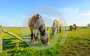 Large Belgian horse is eating grass at the other side