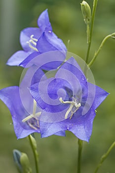 A large bell-growing in the forest closeup