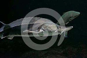 Large Beluga fish also known as great sturgeon or huso huso is swiming underwater. Close up view