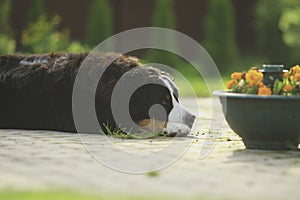 Large Bernese Mountain Dog lying on the grass in the park, panting