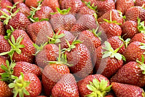 Large berries of red garden strawberries.ÃÂ