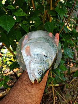 large Big bronze featherback fish in nice green blur nature background HD, fali fish in hand close up shot