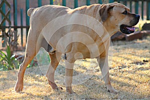 Large Big Mastiff Boerboel Dog