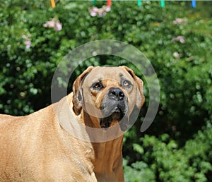 Large Big Mastiff Boerboel Dog