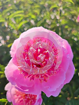 Large big peony flower with large petals of pink crimson red color with stamens