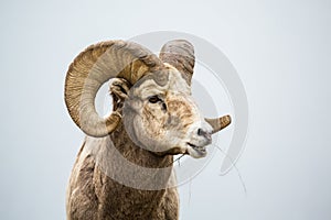 Large bighorn ram with full curl horns chewing grass with mouth open