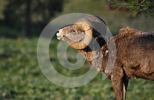 Large Bighorn Sheep Ram in Forest