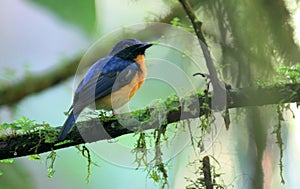 Large-billed Blue-flycatcher