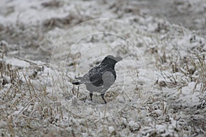 Large-billed Crow