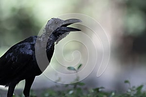 Large-billed crow