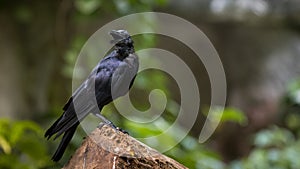 Large-billed crow