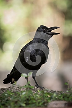 Large-billed crow