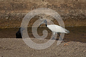 Large-billed crow Corvus macrorhynchos calling and black-headed ibis Threskiornis melanocephalus.