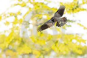 Large-billed crow (Corvus macrorhynchos) in flight photo
