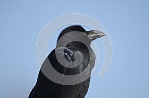 Large-billed crow Corvus macrorhynchos japonensis