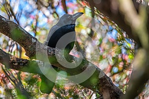 Large-billed Crow or Corvus macrorhynchos perches on a tree