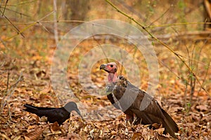 Large Billed Crow, Corvus macrorhynchos and Red Headed Vulture, Sarcogyps calvus photo