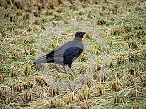 Large billed crow in a cut rice field