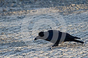 Large-billed crow eating