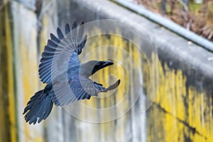 Large billed Crow, Formal Name:Corvus macrorhynchos