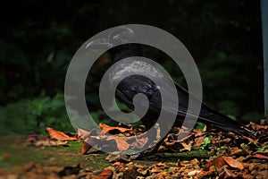 Large-billed crow on the ground