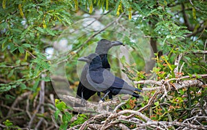 Large-billed crow pair seen at Yala national park