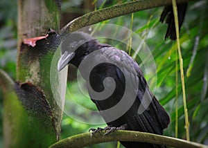 Large-billed crow,raven