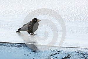 Large-Billed Crow Standing on Ice