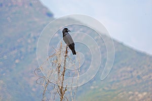 Large-billed Crow photo