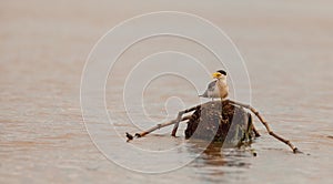 Large-billed Tern