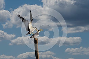Large billed tern in mompox