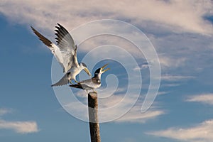 Large billed tern in mompox