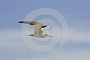 LARGE-BILLED TERN phaetusa simplex, ADULT IN FLIGHT, LOS LIANOS IN VENEZUELA