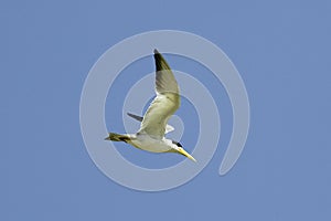 Large-Billed Tern, phaetusa simplex, Adult in Flight, Los Lianos in Venezuela