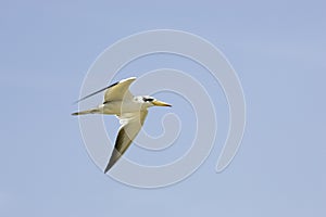 Large-Billed Tern, phaetusa simplex, Adult in Flight, Los Lianos in Venezuela
