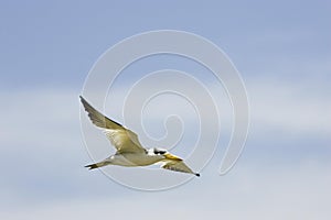 Large-Billed Tern, phaetusa simplex, Adult in Flight, Los Lianos in Venezuela