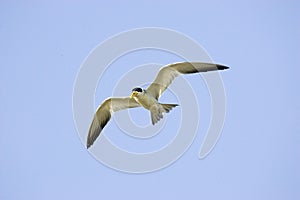 Large-billed Tern, phaetusa simplex, Adult in Flight, Los Lianos in Venezuela