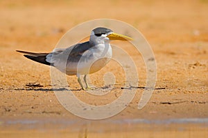 Large-billed tern, Phaetusa simplex, in river sand beach, Rio Negro, Pantanal, Brazil. Bird in the nature sea habitat. Skimmer dr