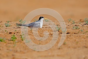 Large-billed tern, Phaetusa simplex, in river sand beach, Rio Negro, Pantanal, Brazil. Bird in the nature sea habitat. Skimmer dr photo