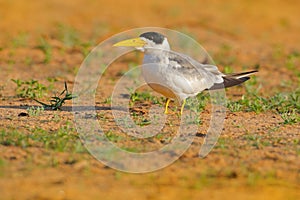 Large-billed tern, Phaetusa simplex, in river sand beach, Rio Negro, Pantanal, Brazil. Skimmer drinking water with open wings. Wil