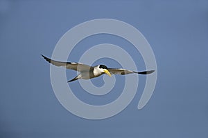 Large-billed tern, Torgos tracheliotus,