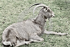 A large billy goat lying down in a field