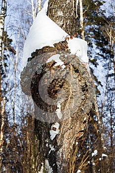 Large birch growth - burl