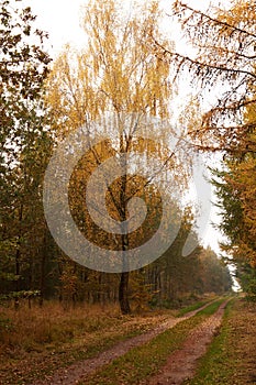 Large birch beside the road in the forest at fall